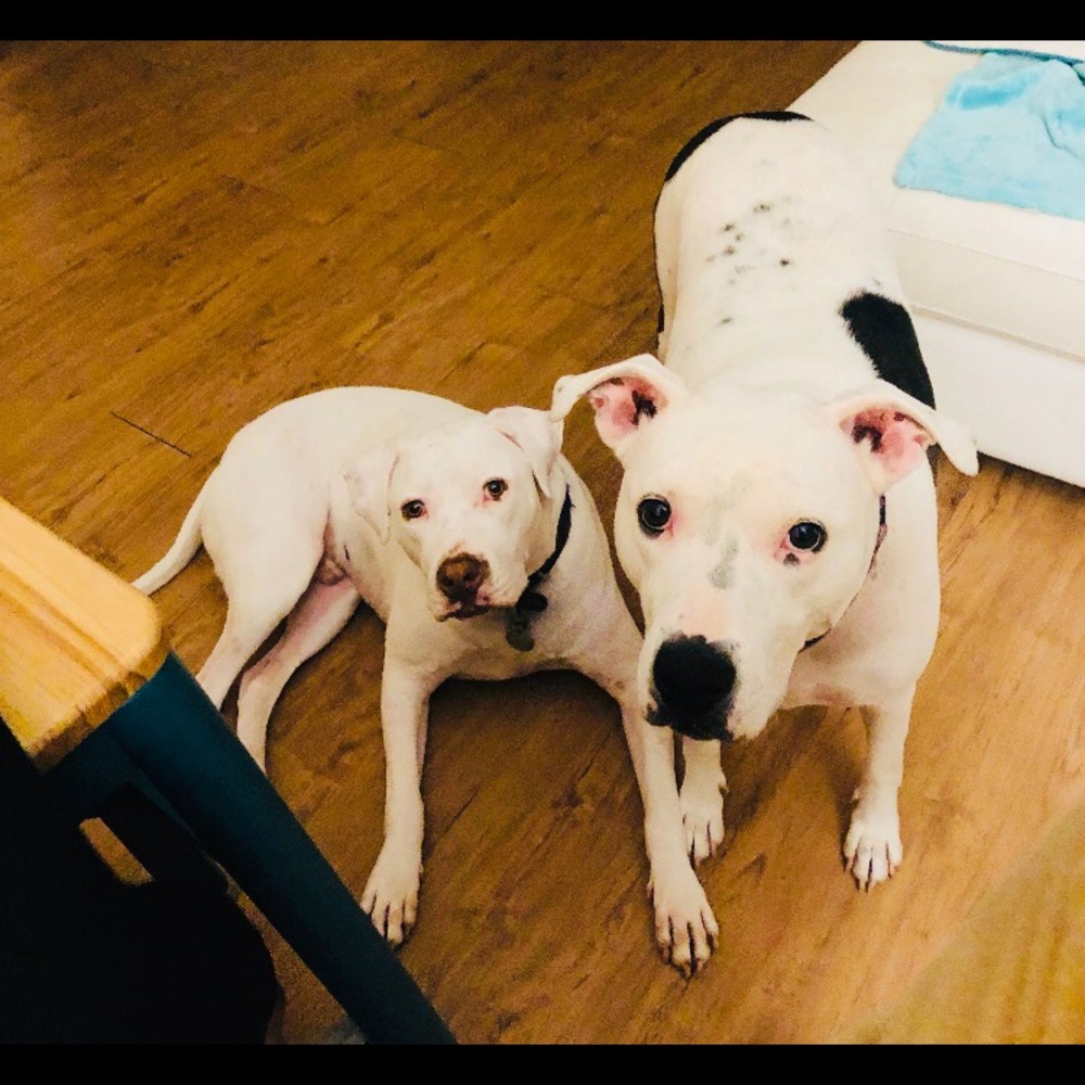 Meet your Posher, Dalila